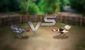 Đá Gà 3D Tại M788