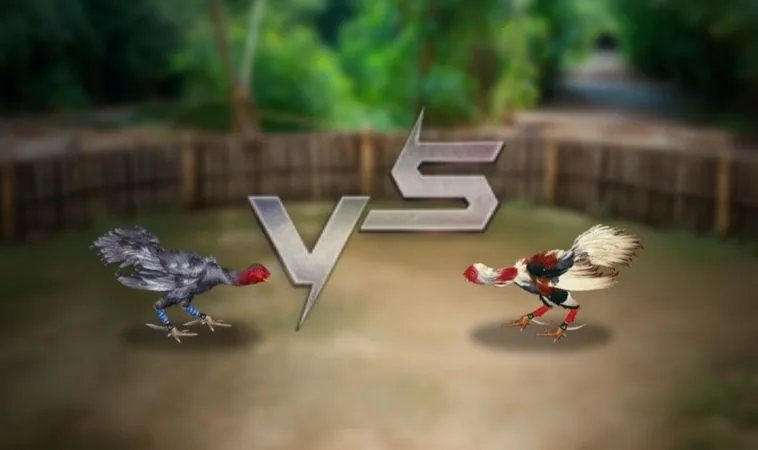 Tuyệt Chiêu Áp Dụng Cách Chơi Đá Gà 3D Tại M788 Thắng Đậm Nhất 1 Đá Gà 3D Tại M788