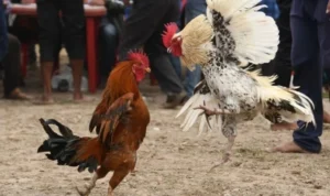 Đá Gà Sabong Tại M788