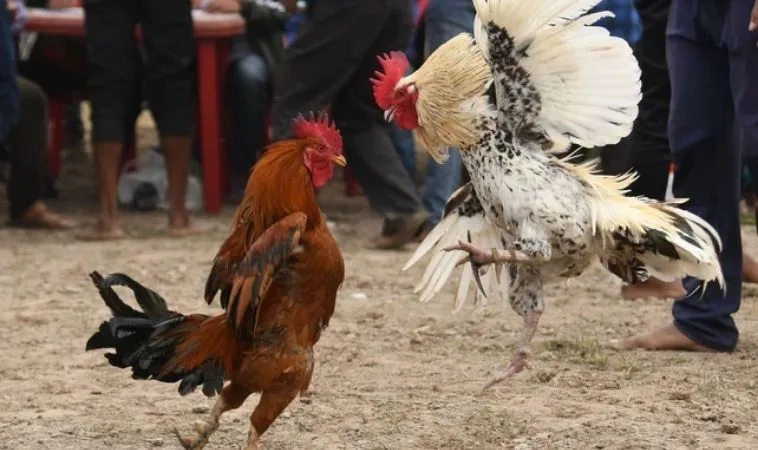 Chinh Phục Ngay Cách Chơi Đá Gà Sabong Tại M788 Đẳng Cấp Quốc Tế 1 Đá Gà Sabong Tại M788